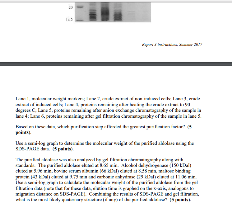 protein purification lab report
