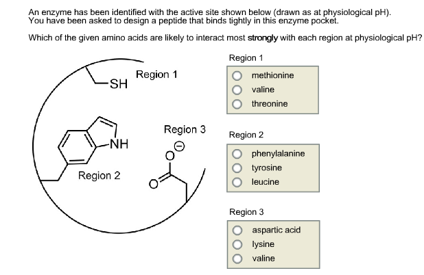 An enzyme has been identified with the active site shown below (drawn as at physiological pH) You have been asked to design a peptide that binds tightly in this enzyme pocket. Which of the given amino acids are likely to interact most strongly with each region at physiological pH? Region 1 Region 1 methionine SH Ovaline threonine Region 3 Region 2 NH anine O tyrosine O leucine Region 2 Region 3 O aspartic acid O lysine valine
