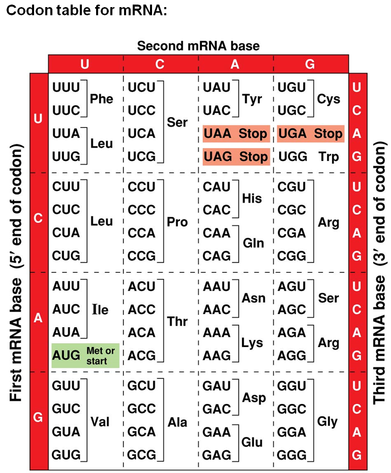 Стоп кодоны. Три стоп кодона. DNA codon Table. Стоп кодоны список.