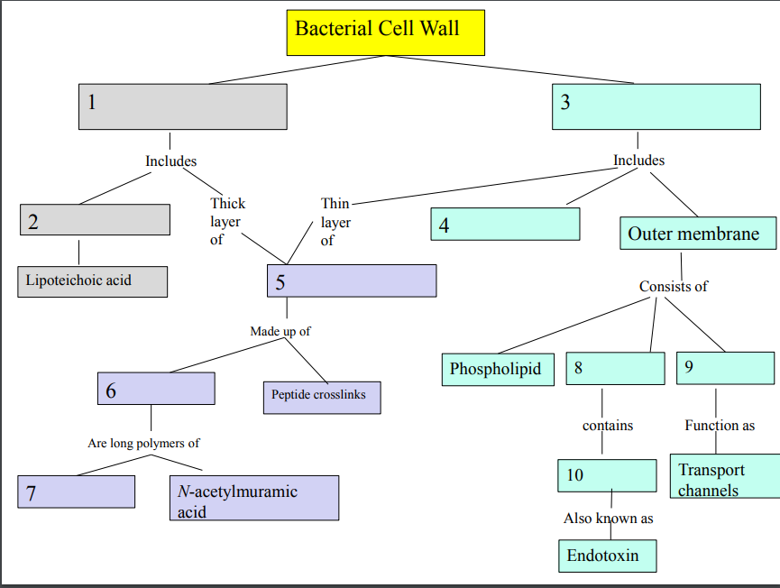 bacterial cell wall concept map Solved Bacterial Cell Wall Includes Includes Thick Layer Chegg Com bacterial cell wall concept map