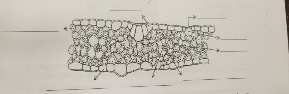 cross section of dicot leaf