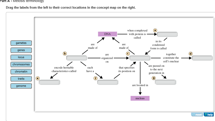 Meiosis Ensures The Transmission Of Traits From One Chegg Com