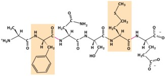 large hydrophobic amino acids