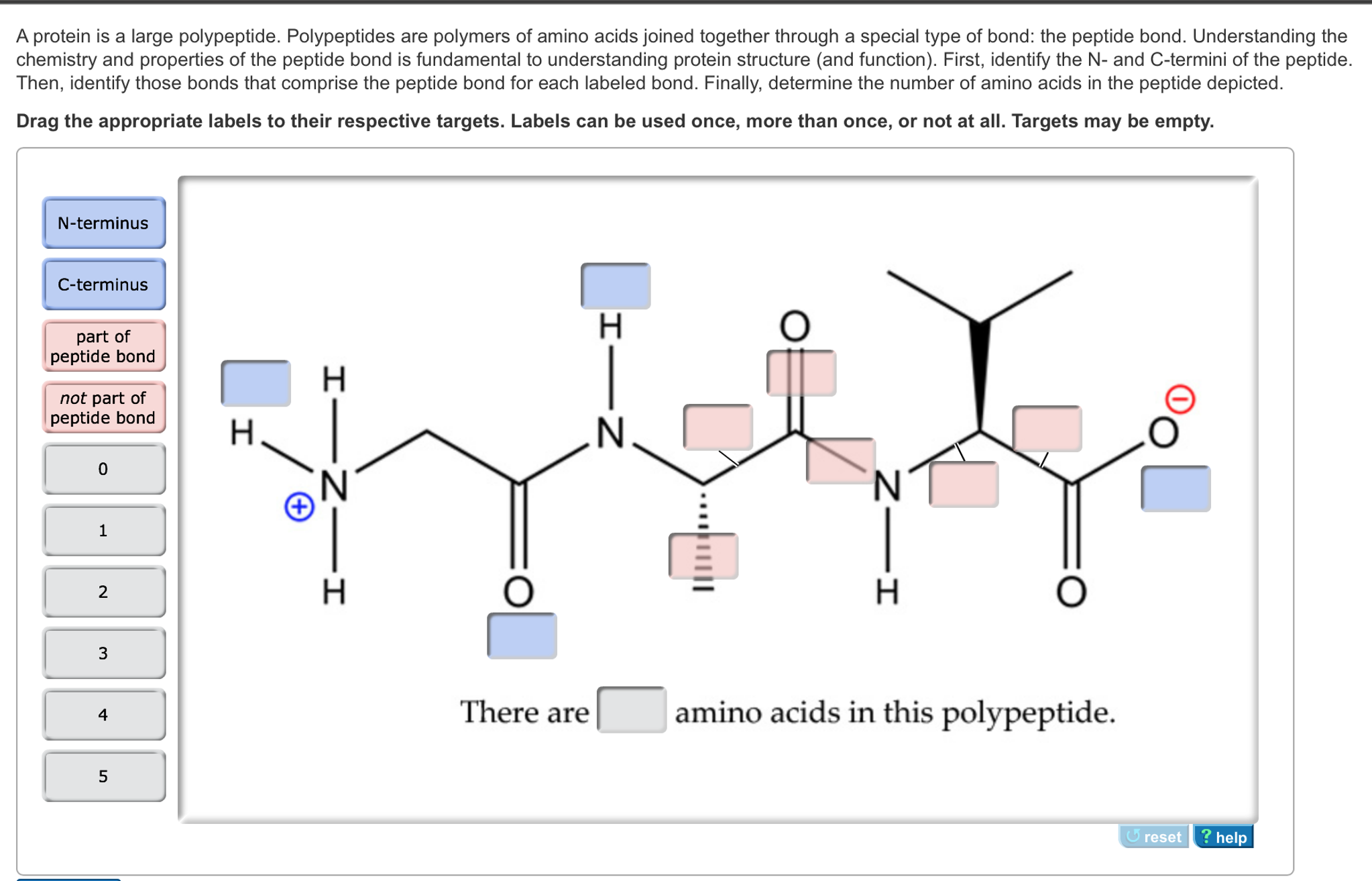 Solved A protein is a large polypeptide. Polypeptides are