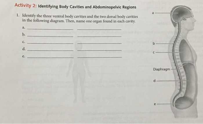 Dorsal Body Cavity {Body Cavities} Diagram