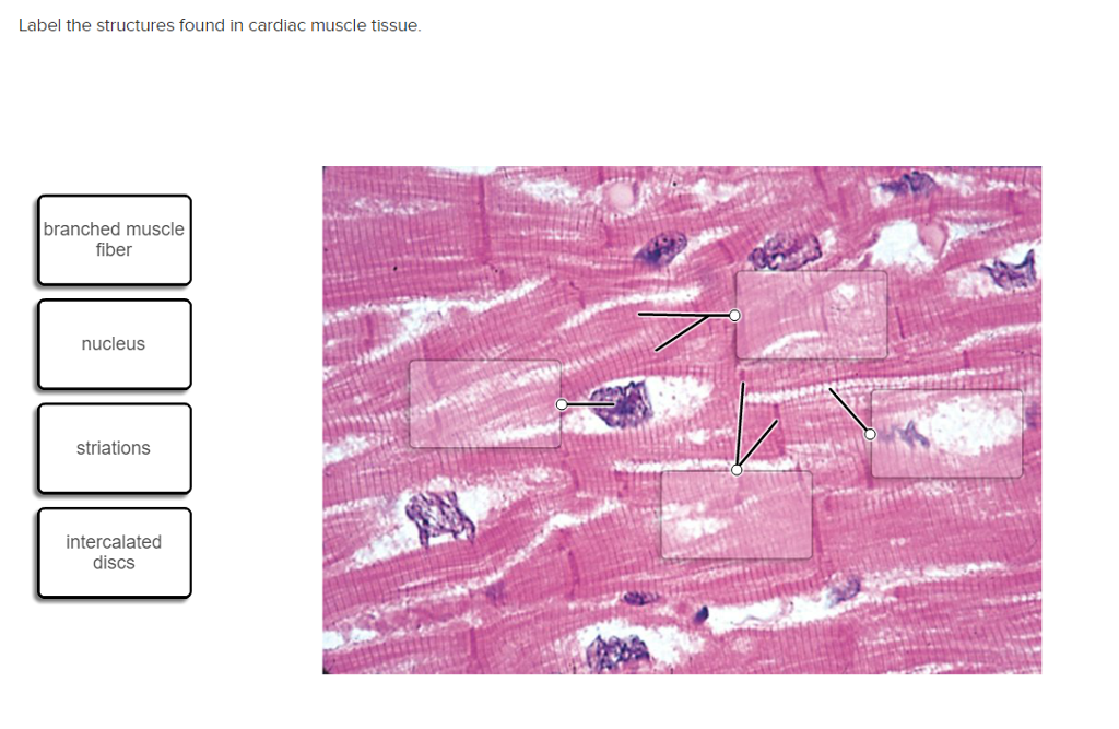 Solved Label The Structures Found In Cardiac Muscle Tissue