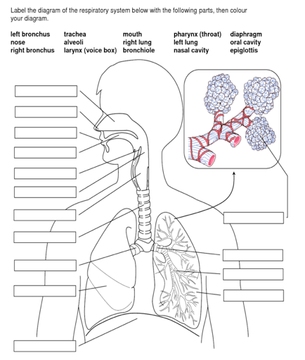 respiratory system labeled diagram