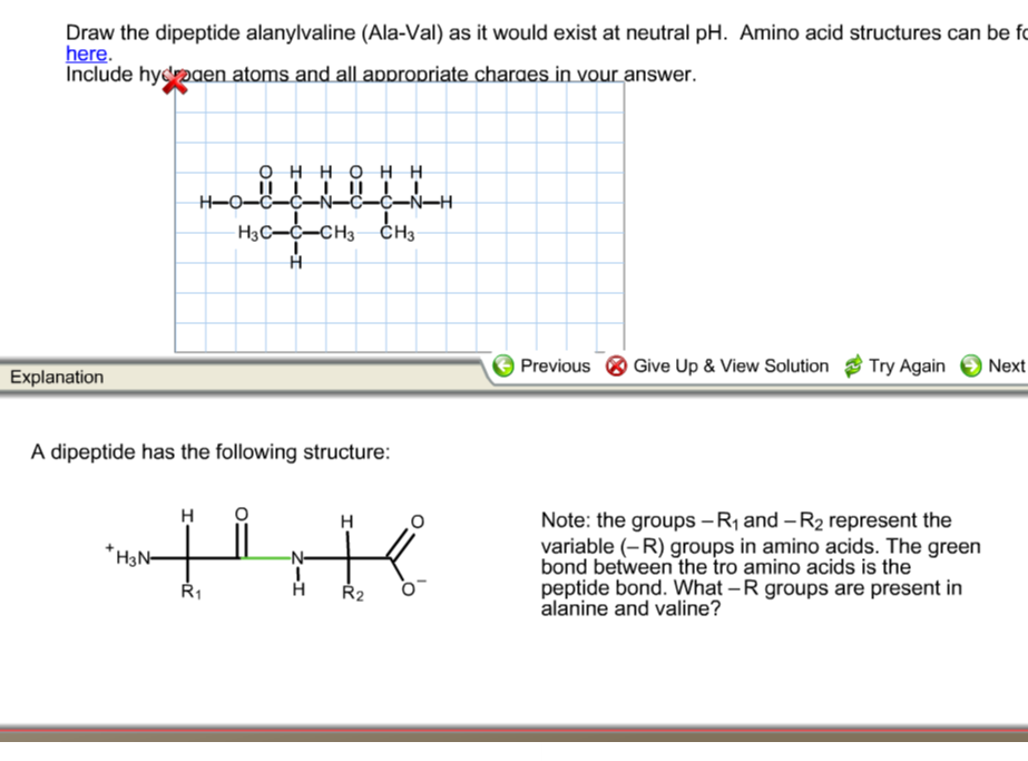 Solved Draw The Dipeptide Alanylvaline (AlaVal) As It Wo