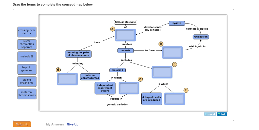 Drag The Terms To Plete The Concept Map Below Chegg 