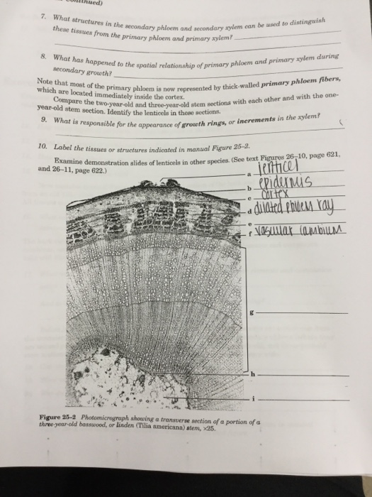 Opic 25 Woody Stems General Ment Tissues Are Added Chegg 