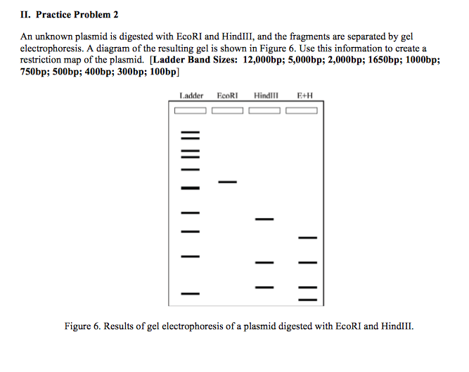 Solved An Unknown Plasmid Is Digested With Ecori And Hind