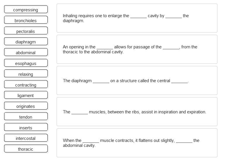 On the anatomy of vertebrates [electronic resource] . nalspace; the  contraction of the abdominal muscles must draw thebones inward so as to  compress the contents of the abdomen, andso far as