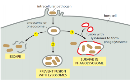 An intracellular pathogen uses one of three major