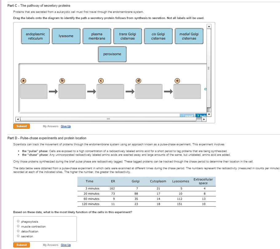 Solved The Pathway Of Secretory Proteins Proteins That Are Chegg Com