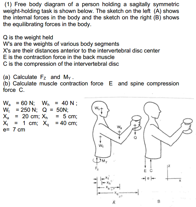 Solved 1 Free Body Diagram Of A Person Holding A Sagita Chegg Com