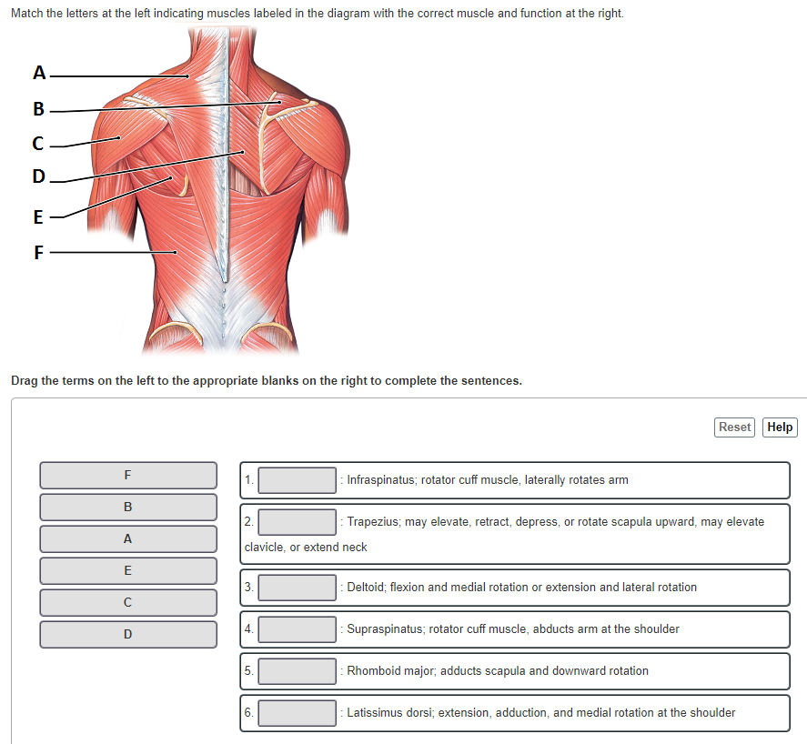 Labeled Back Of Arm Muscle