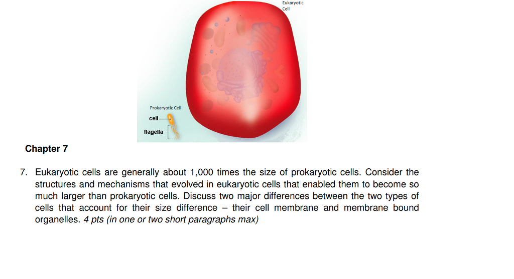 Eukaryotic Cell Prokaryotic Cell Cell Flagella Chegg Com