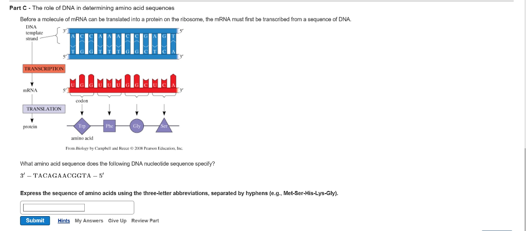 Determine org. DNA nucleotide sequence. How do you determine the Direction of Synthesis of DNA. Determine.