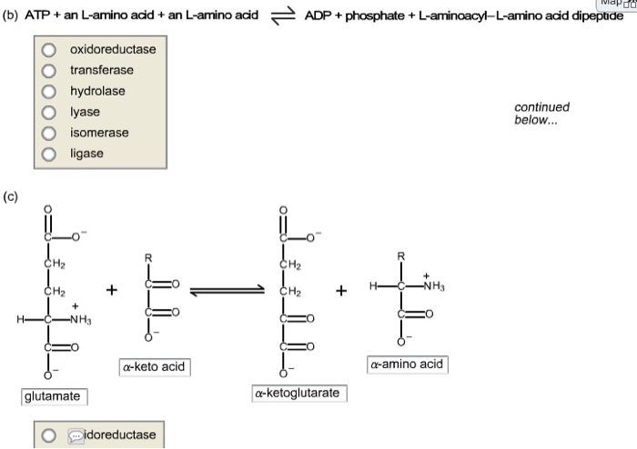 Diametric enzymes found in isomers essay picture