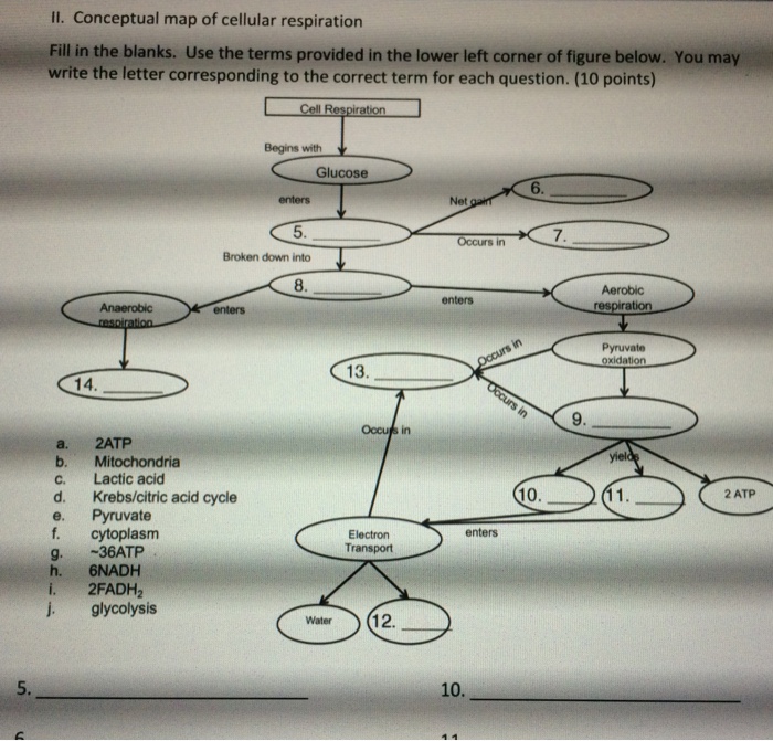 mitochondria cellular respiration blank