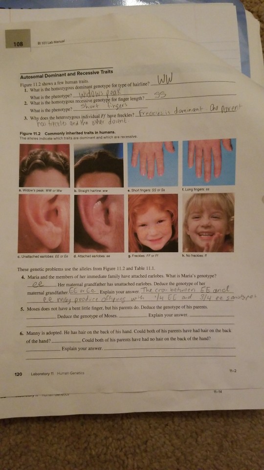 108 Bi 101 Lab Maual Autosomal Dominant And Recessive Chegg 
