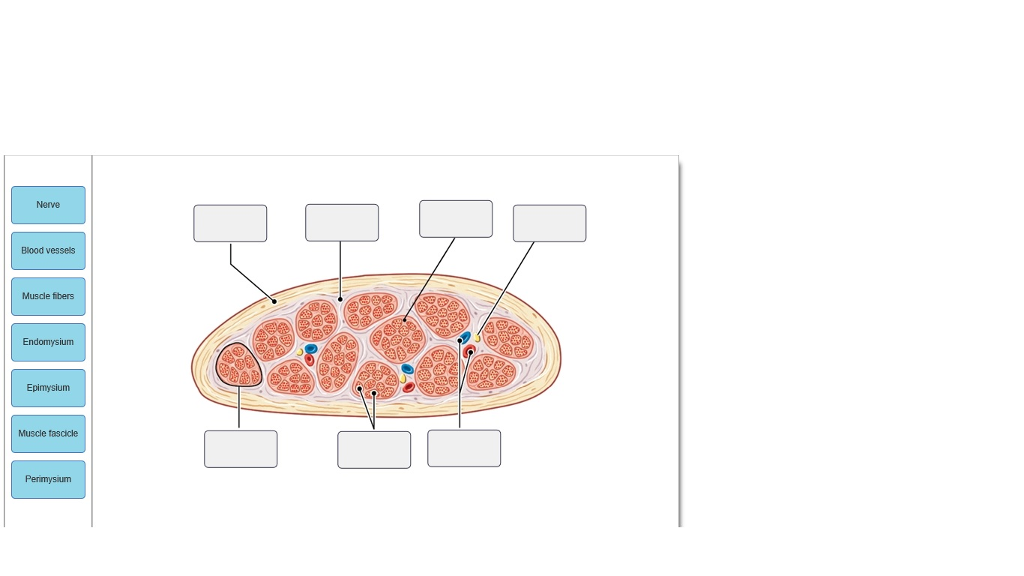 Solved Nerve Blood Vesses Muscle Fibers Endomysium Epimysium Chegg Com