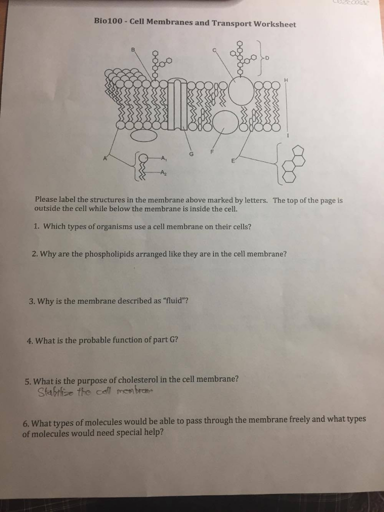 Solved Label the structures in the membrane above marked  Chegg.com With Cell Membrane Worksheet Answers
