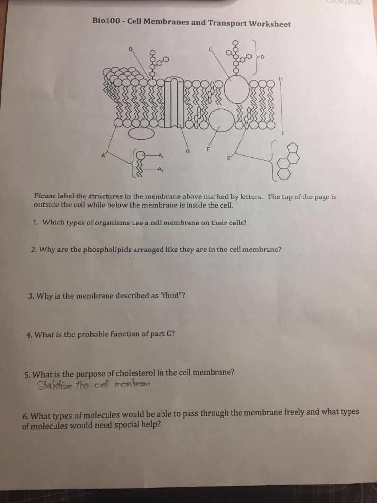 Solved Label the structures in the membrane above marked  Chegg.com Throughout Cell Membrane Images Worksheet Answers