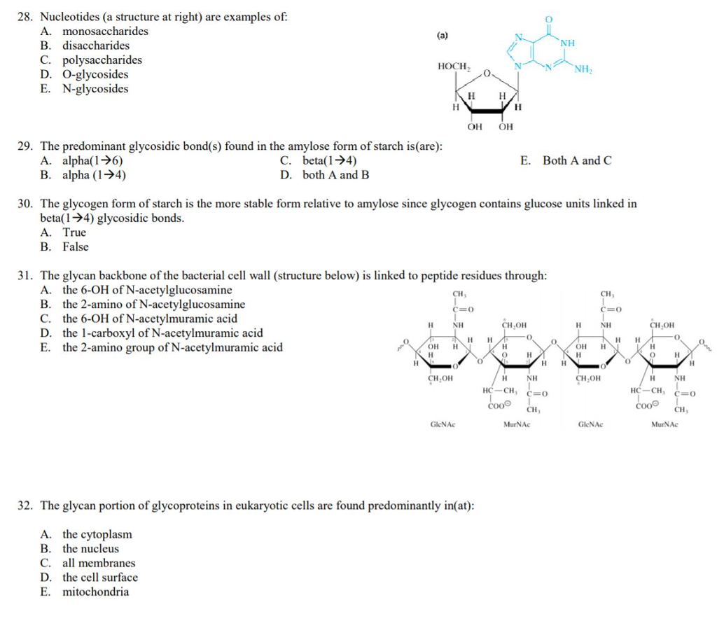 Solved 28 Nucleotides A Structure At Right Are Example Chegg Com