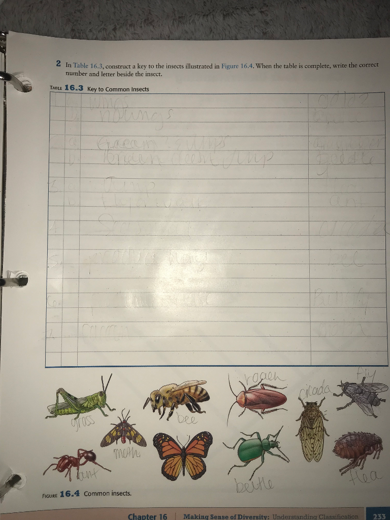 Solved 2 In Table 16 3 Construct A Key To The Insects Il Chegg Com