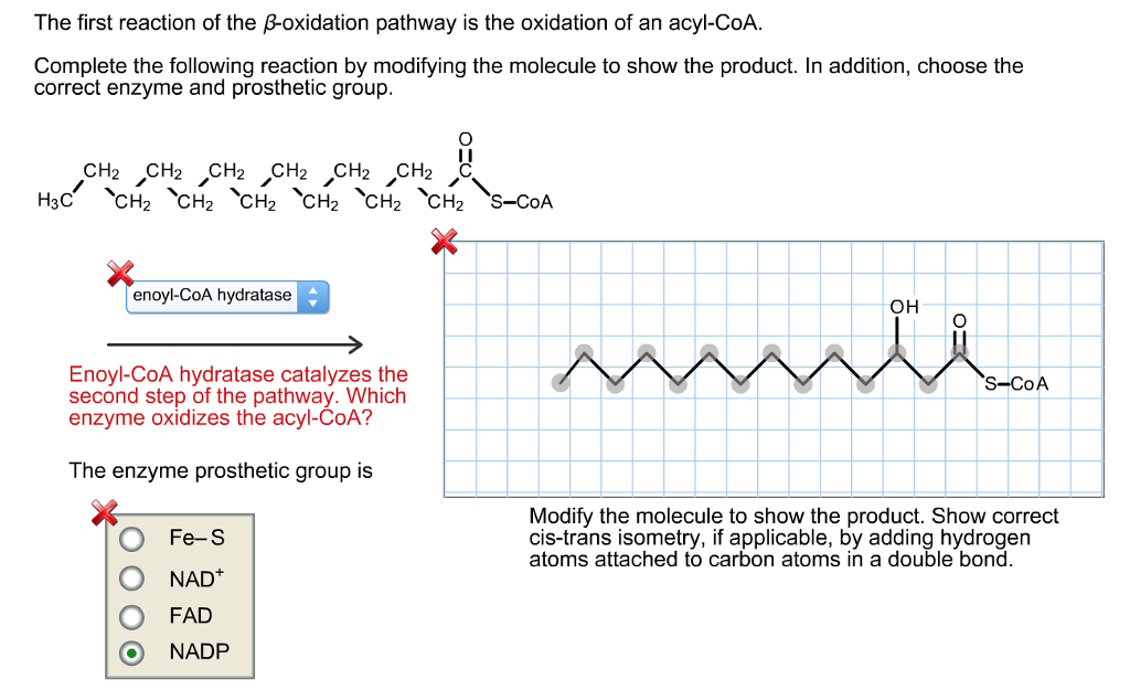 beta oxidation pathway products