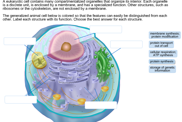 A Eukaryotic Cell Contains Many Compartmentalized Chegg Com