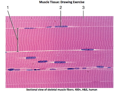 Solved Muscle Tissue Drawing Exercise Sectional View Of