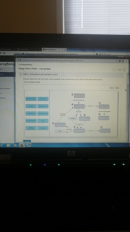 Energy Flow In Plants Concept Map EringBiolo Photosynthesis Energy Flow In Plants Co | Chegg.com