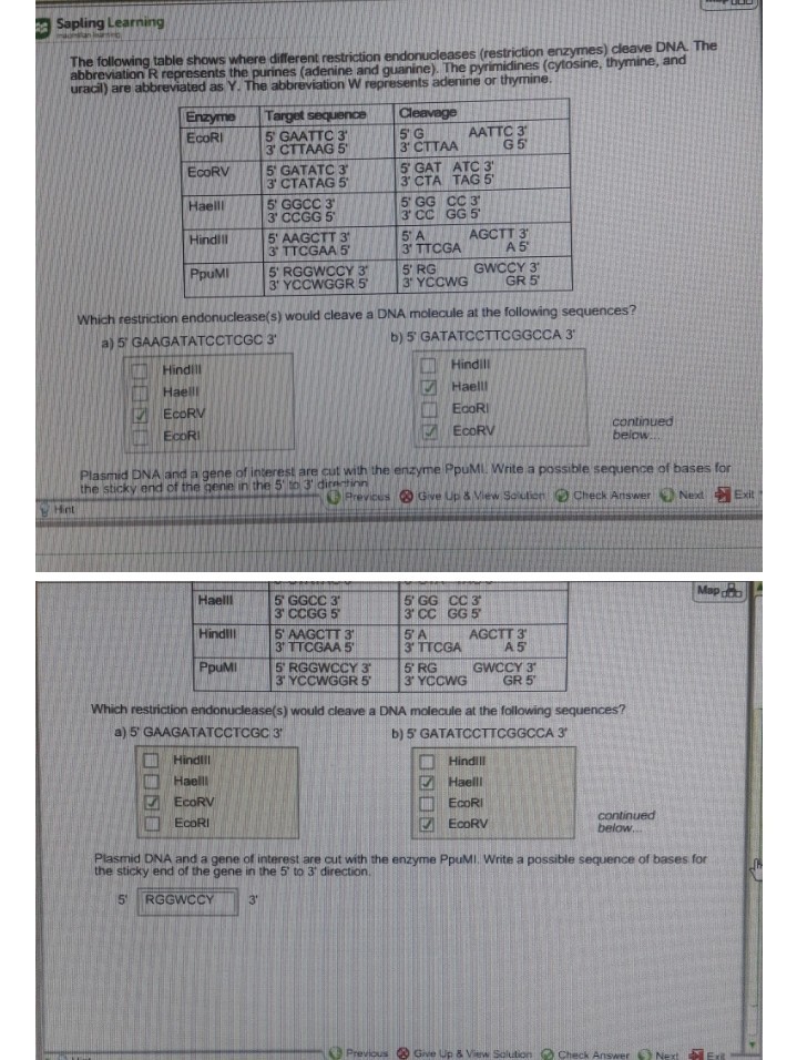 Solved: Table Shows Where Different Restriction Endonuclea ...