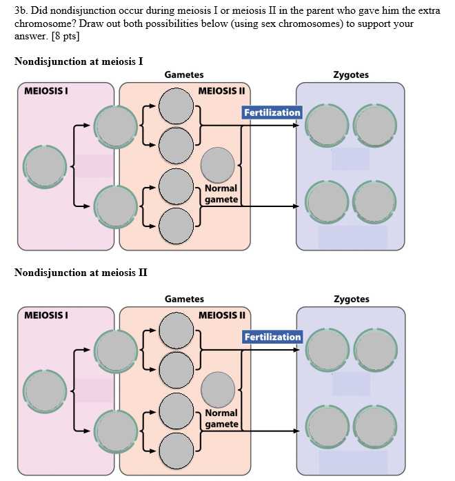 3b Did Nondisjunction Occur During Meiosis I Or Chegg Com 3b Did Nondisjunction Occur During Meiosis I Or Chegg Com