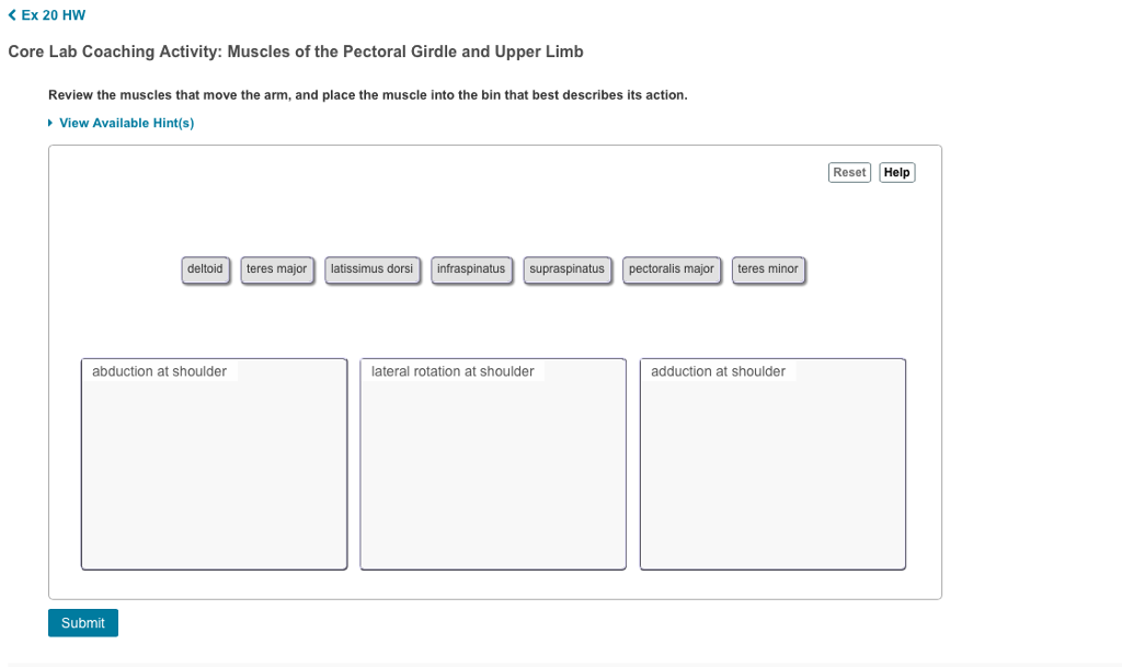 Solved Ex 20 HW Core Lab Coaching Activity: Muscles of the