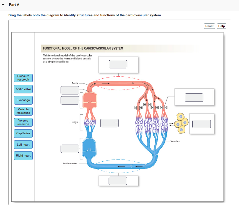 Drag The Labels Onto The Diagram To Identify Structural ...