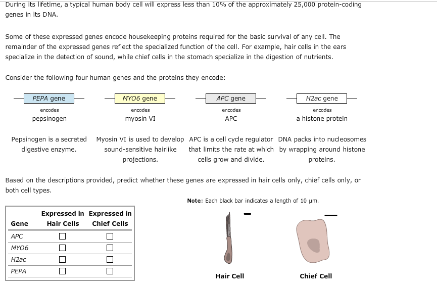 Solved During Its Lifetime A Typical Human Body Cell Wil