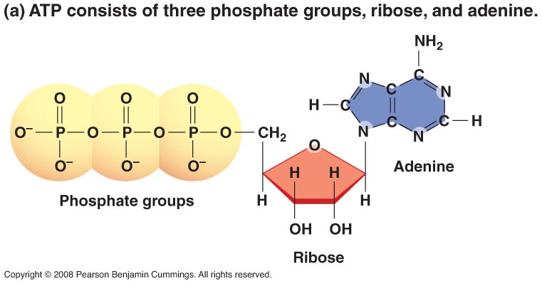 What Macromolecule Is Atp And Adp