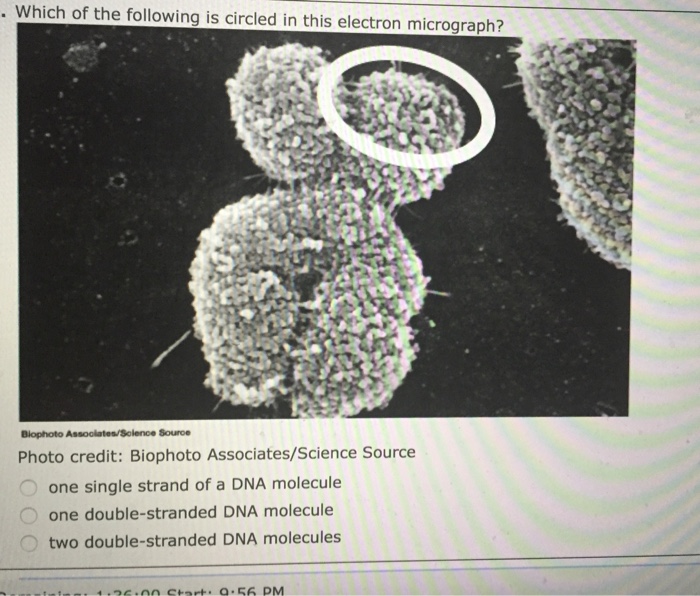 Solved Which Of The Following Is Circled In This Electron Chegg Com