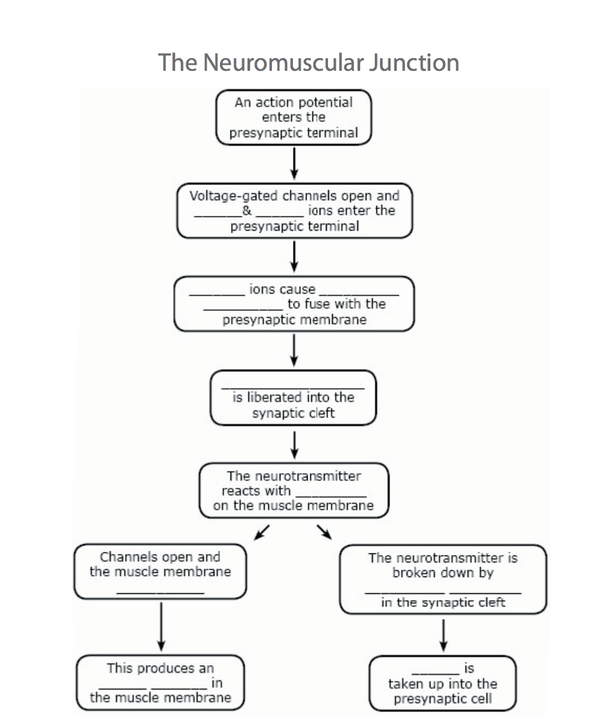 Neuromuscular Junction Flow Chart Answers