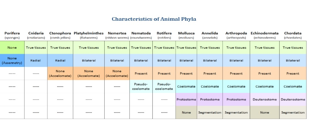 Animal Phyla Chart