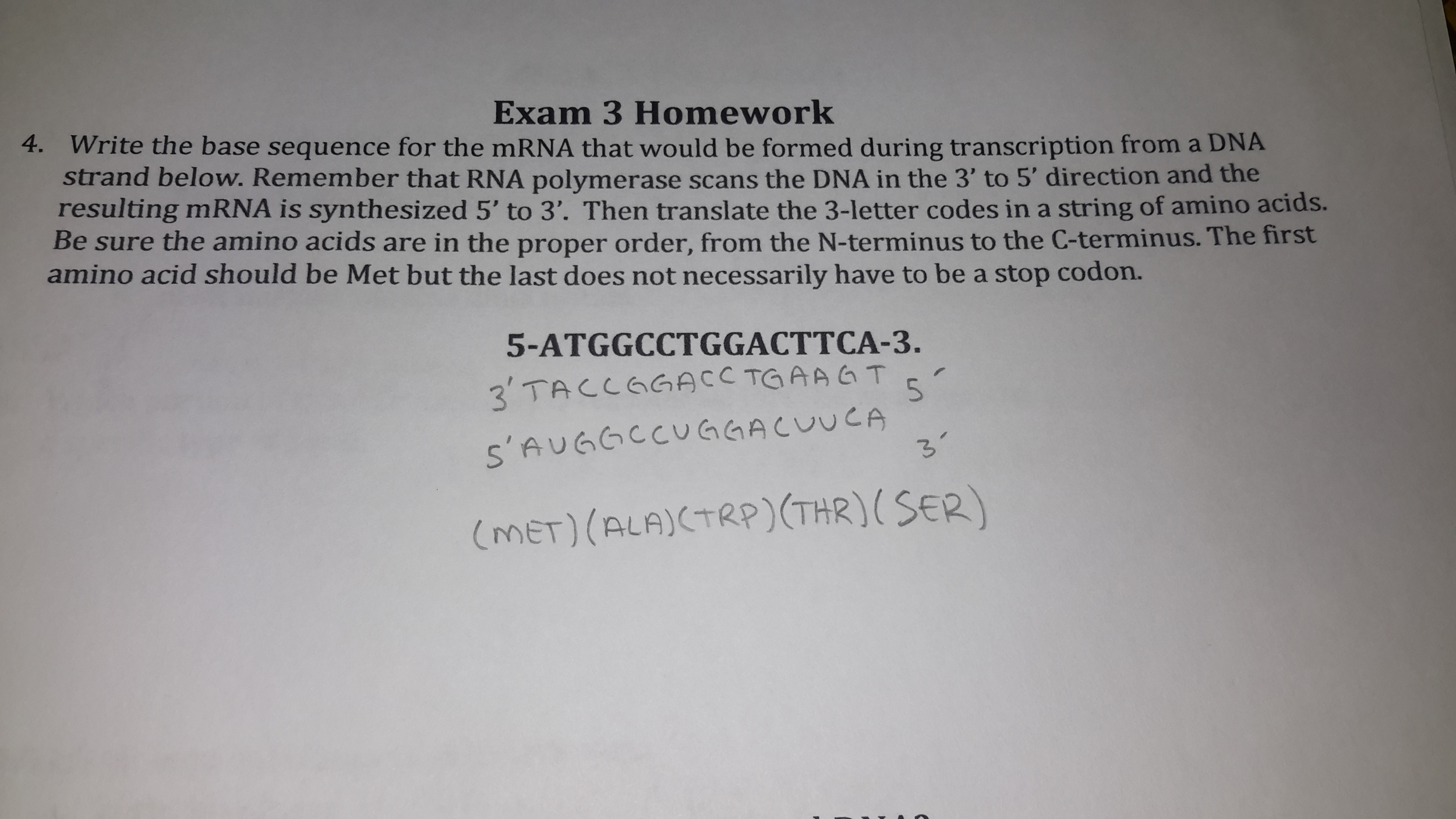 Solved 29. Write the base sequence for the mRNA that would be