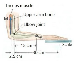 forearm isometric exercises