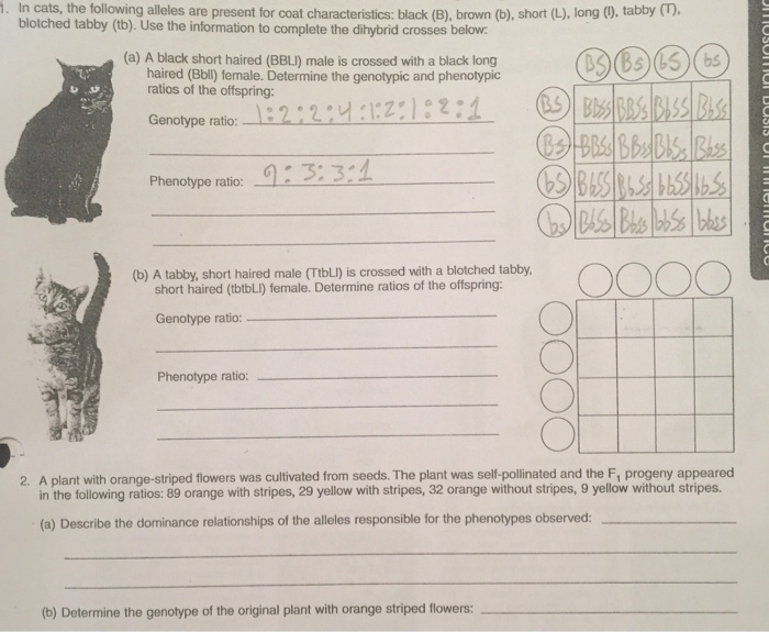 Solved In Cats The Following Alleles Are Present For Coa