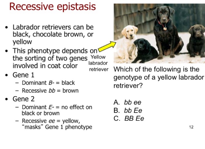 Solved Recessive epistasis Labrador retrievers can be black, 