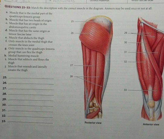 quadriceps parts of In T Description Correct The Muscle The Match With Solved:
