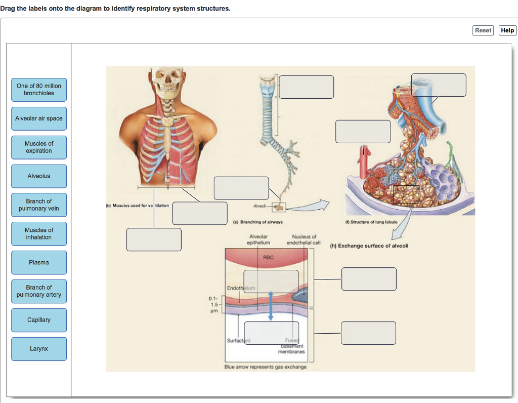 Drag the labels onto the diagram to identify respiratory system ...