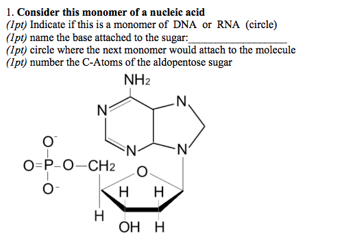 monomer of nucleic acids